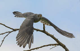 African Cuckoo