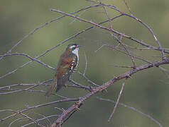 Diederik Cuckoo