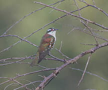 Diederik Cuckoo