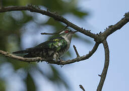 Diederik Cuckoo