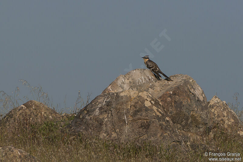 Great Spotted Cuckooadult