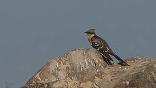 Great Spotted Cuckoo