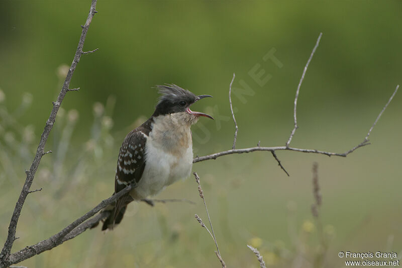 Great Spotted Cuckoo female adult