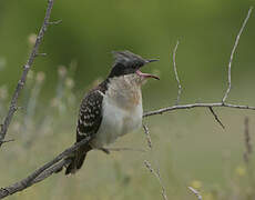 Great Spotted Cuckoo