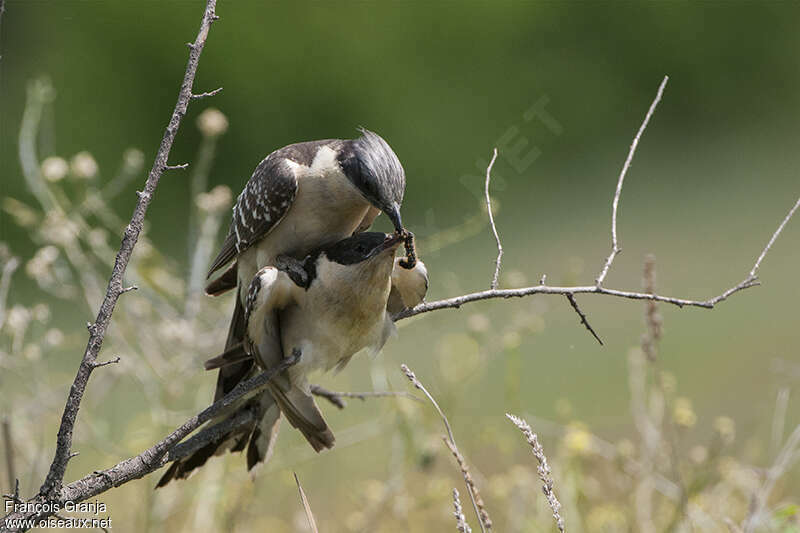 Great Spotted Cuckooadult breeding, mating.