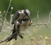 Great Spotted Cuckoo