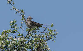 Great Spotted Cuckoo