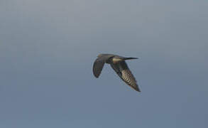 Common Cuckoo