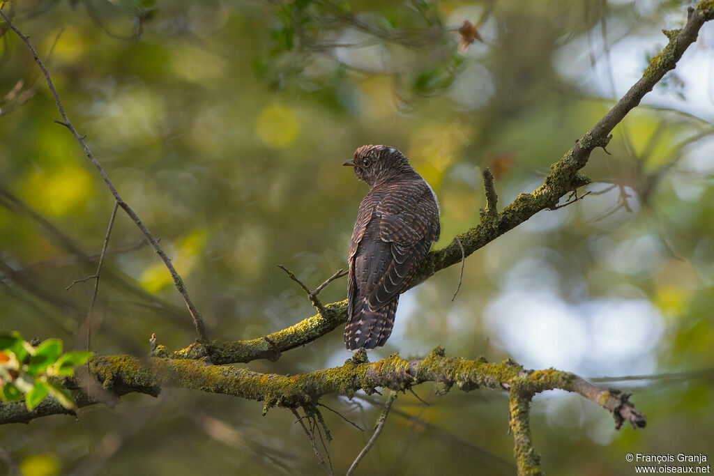 Common Cuckooimmature