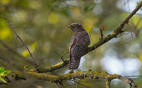 Common Cuckoo