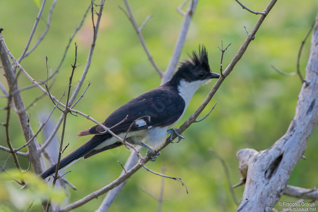 Jacobin Cuckoo