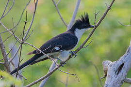 Jacobin Cuckoo