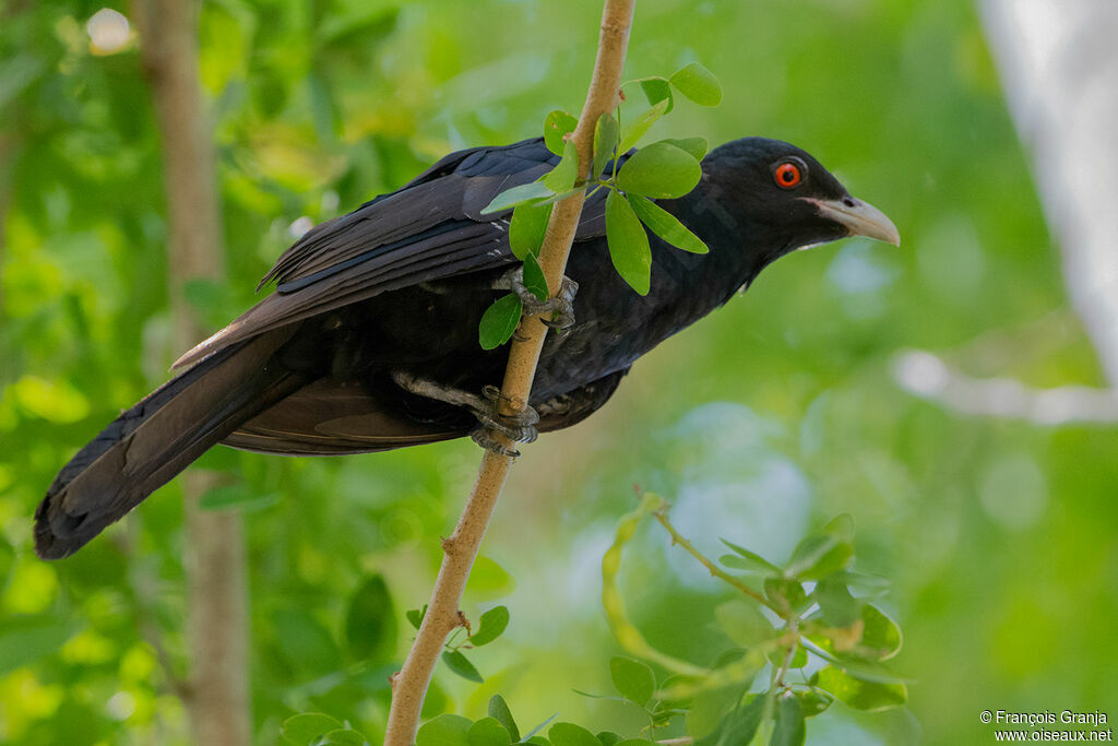 Asian Koel male adult