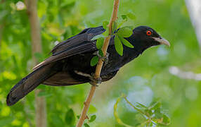 Asian Koel