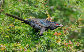 Asian Koel