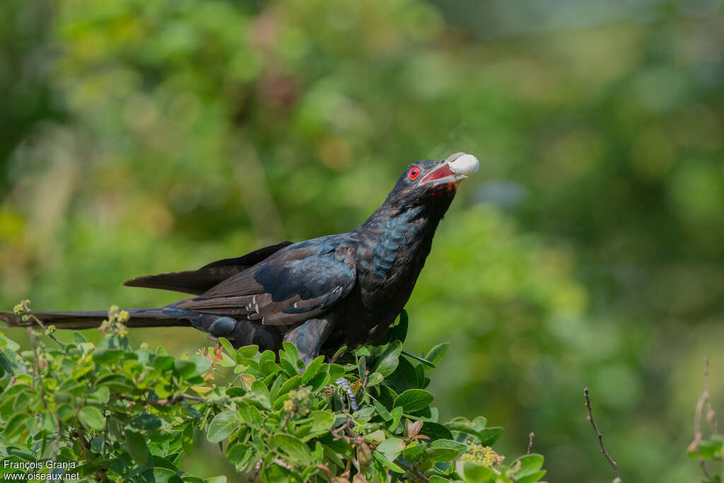 Asian Koel male adult, Behaviour