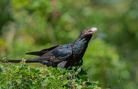 Asian Koel