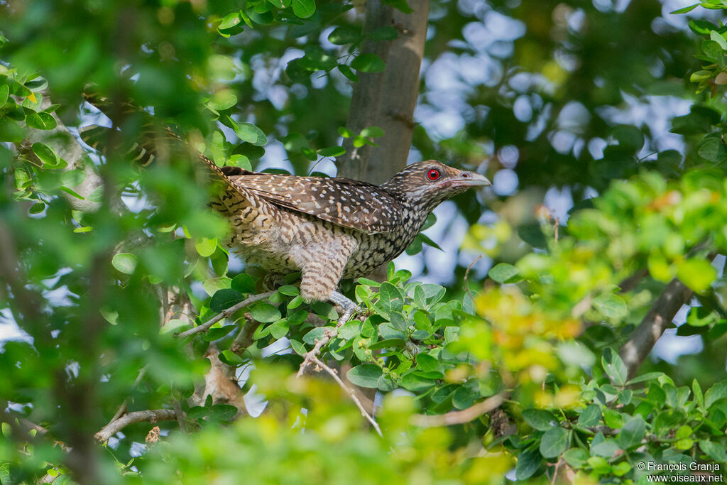 Asian Koel female adult