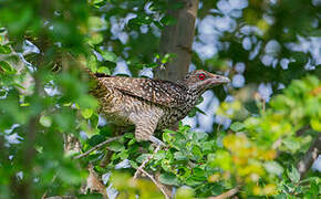 Asian Koel