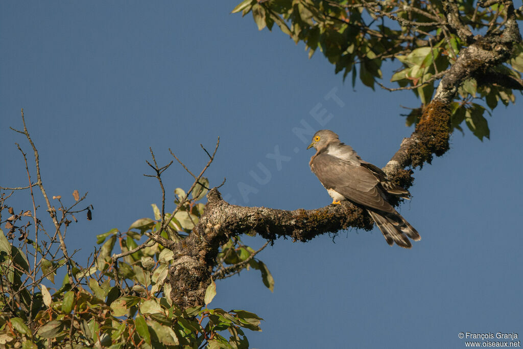 Common Hawk-Cuckoo