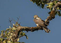 Common Hawk-Cuckoo