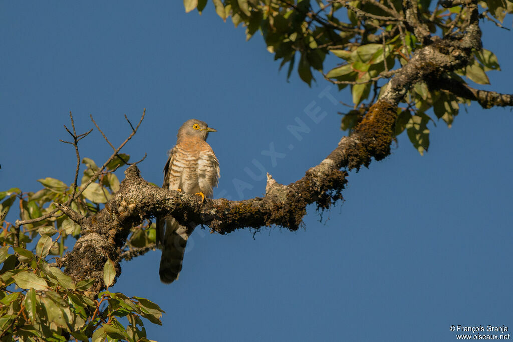 Common Hawk-Cuckoo