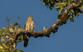 Common Hawk-Cuckoo