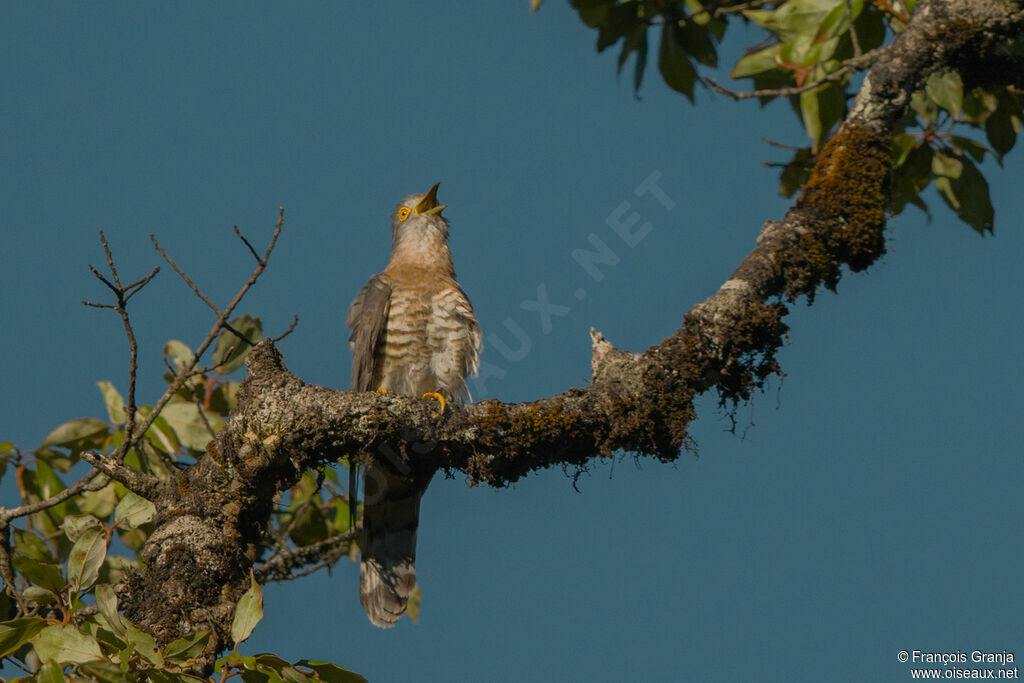 Common Hawk-Cuckoo