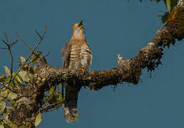 Common Hawk-Cuckoo