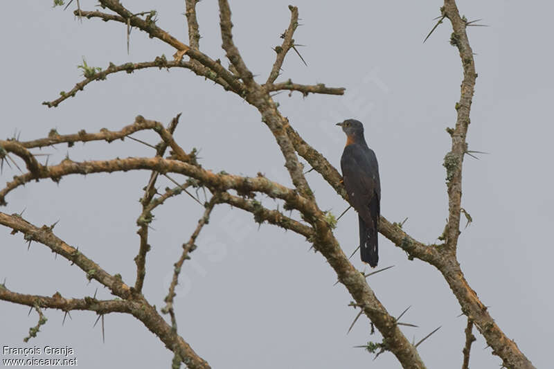 Red-chested Cuckoo male adult, habitat, pigmentation, Behaviour