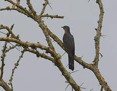 Red-chested Cuckoo