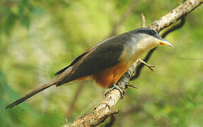 Mangrove Cuckoo