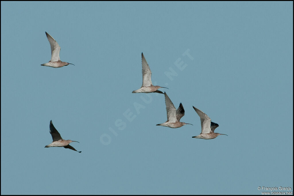 Eurasian Curlewadult, Flight