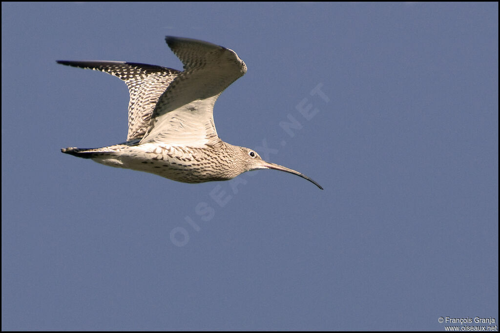 Eurasian Curlewadult, Flight