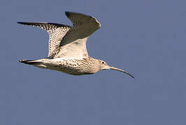 Eurasian Curlew