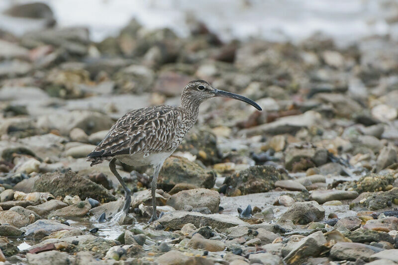 Eurasian Whimbrel