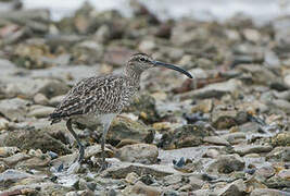 Eurasian Whimbrel