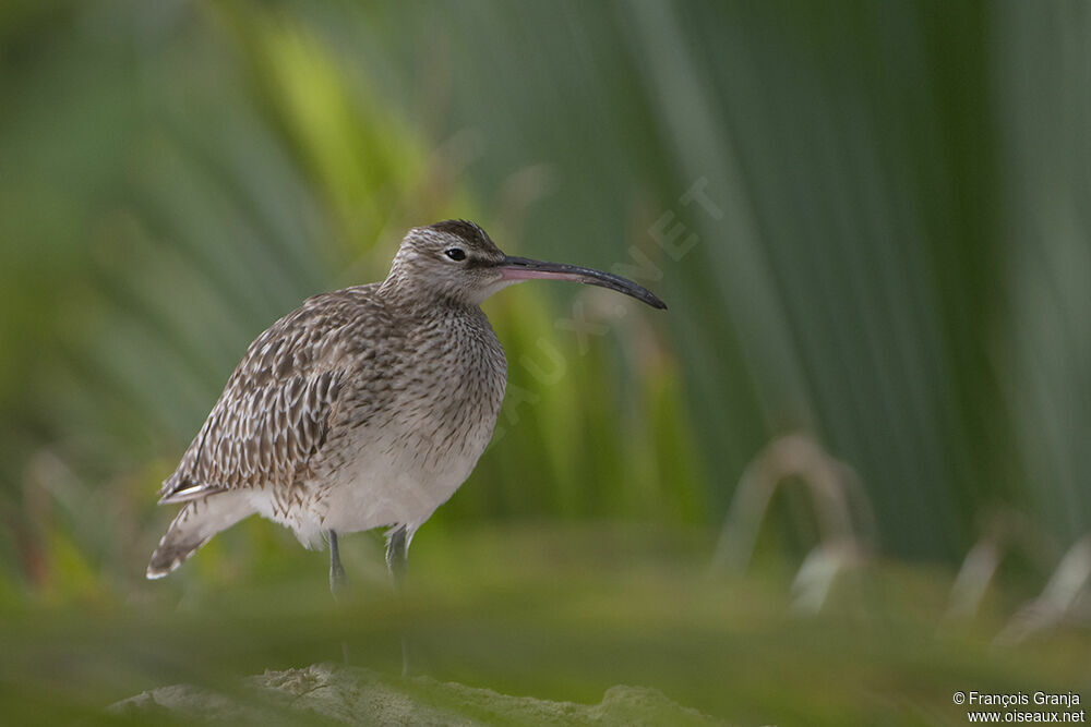 Eurasian Whimbreladult