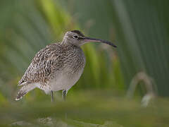 Eurasian Whimbrel