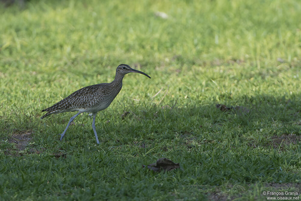 Eurasian Whimbreladult