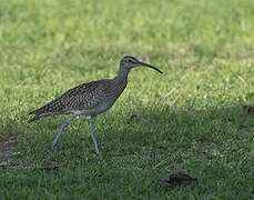 Whimbrel