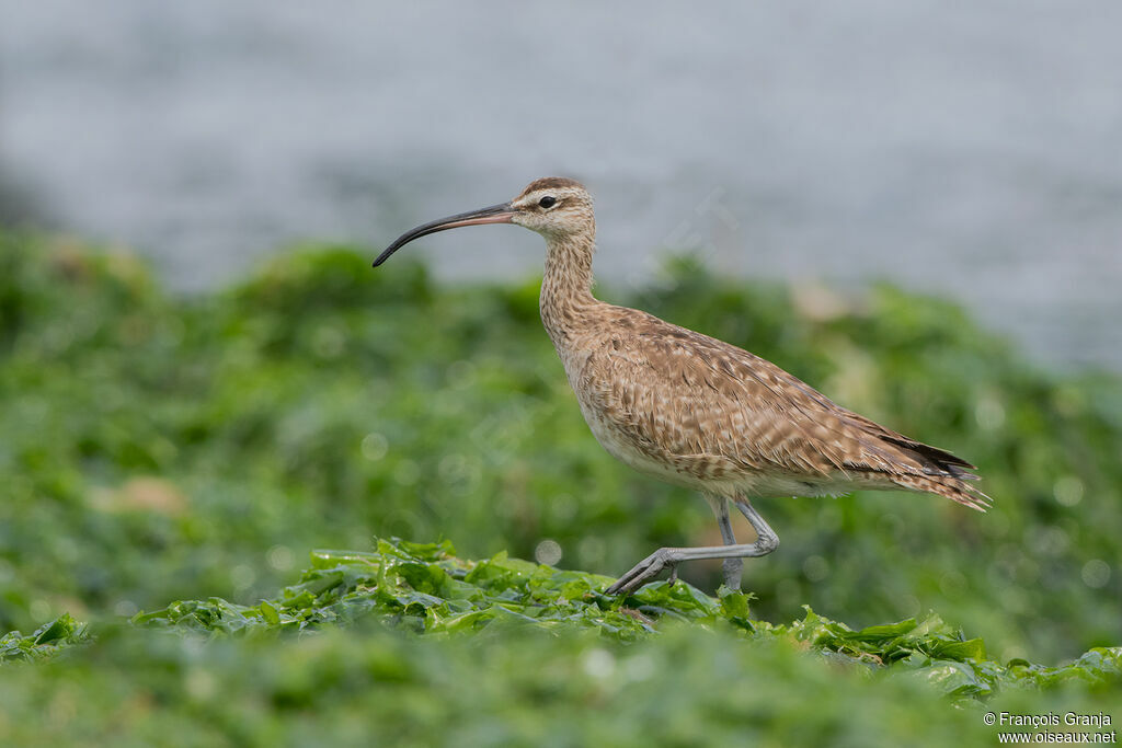 Hudsonian Whimbrel