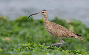 Hudsonian Whimbrel