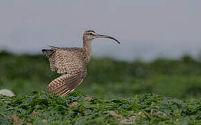 Hudsonian Whimbrel