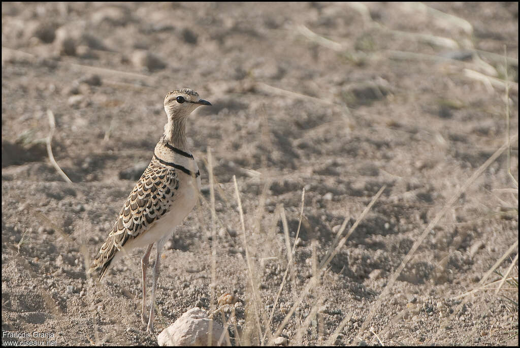 Double-banded Courseradult, identification