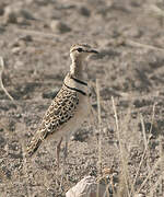 Double-banded Courser