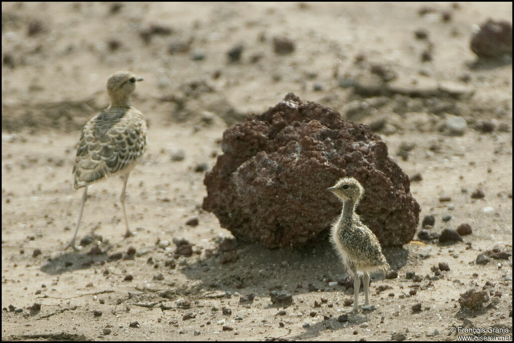 Double-banded Courserjuvenile