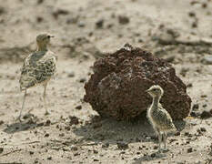 Double-banded Courser