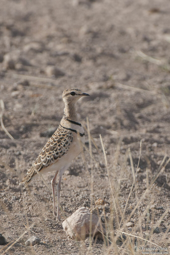 Double-banded Courseradult