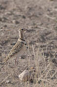 Double-banded Courser